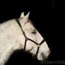 M.Alea - This Charming Man