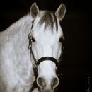 M.Alea - This Charming Man