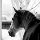 Reitkurs mit Richard Hinrichs