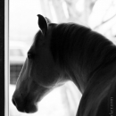 Reitkurs mit Richard Hinrichs