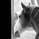 Reitkurs mit Richard Hinrichs