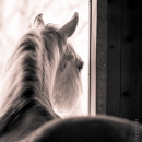 Reitkurs mit Richard Hinrichs