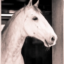 Reitkurs mit Richard Hinrichs