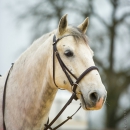 Reitkurs mit Richard Hinrichs