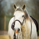 Reitkurs mit Richard Hinrichs