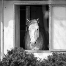 Reitkurs mit Richard Hinrichs