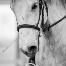 Reitkurs mit Richard Hinrichs