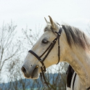 Reitkurs mit Richard Hinrichs