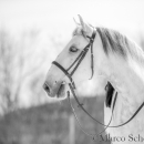 Reitkurs mit Richard Hinrichs