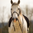 Reitkurs mit Richard Hinrichs