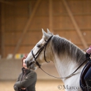Klassische Dressur Reitkurs mit Ruth Giffels