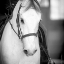 Desmond O'Brien - Reitkurs 2016