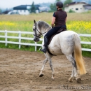 Desmond O'Brien Reitkurs Juni 2016