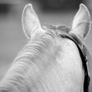 Desmond O'Brien Reitkurs Juni 2016