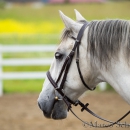 Desmond O'Brien Reitkurs Juni 2016