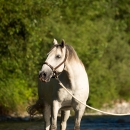 Maestoso Alea