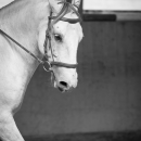 Ruth Giffels Reitkurs August 2016