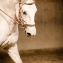 Ruth Giffels Reitkurs August 2016