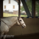 Ruth Giffels Reitkurs August 2016