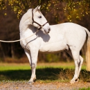 Maestoso Alea