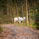 Herbstspaziergang mit Ronja & M.Alea