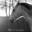Abends im Roundpen