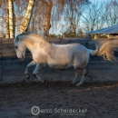 Abends im Roundpen