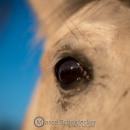 Abends im Roundpen