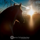 Abends im Roundpen