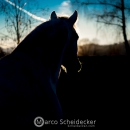 Abends im Roundpen