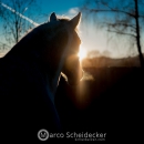 Abends im Roundpen
