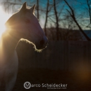 Abends im Roundpen