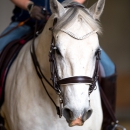 Desmond O'Brien Reitkurs Mai 2018
