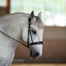 Desmond O'Brien Reitkurs Mai 2018