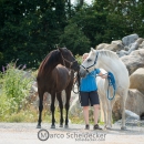 Minha Querida & Maestoso Alea