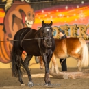 Swiss Indoor Mountain Trail - Minha Querida