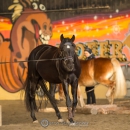 Swiss Indoor Mountain Trail - Minha Querida