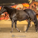 Swiss Indoor Mountain Trail - Minha Querida