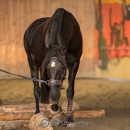 Swiss Indoor Mountain Trail - Minha Querida