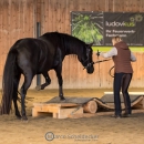 Swiss Indoor Mountain Trail - Minha Querida