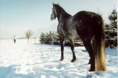 Ronja 2003