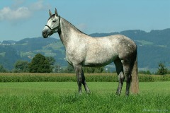 Ronja 2004