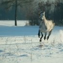 Ronja 2005
