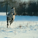 Ronja 2005