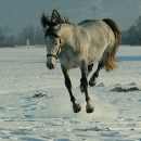 Ronja 2005