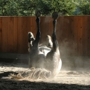 Ronja 2005