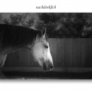 Ronja 2005