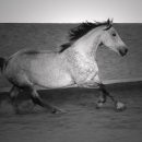 Ronja 2005