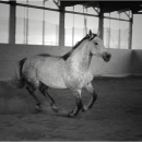 Ronja 2005