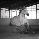Ronja 2005